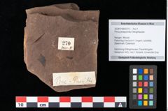 Foto (Objekt + Etikett) von Pinus praepumilio Ettingshausen (NHMW-GEO-2024-0188-0270)